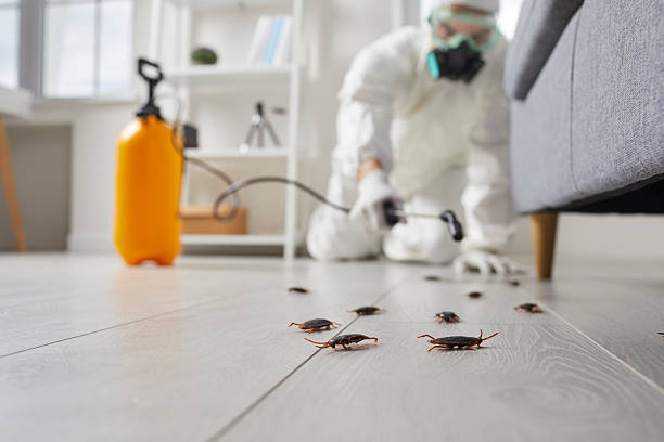 Post-Treatment Bed Bug Interceptor Monitoring in Miami